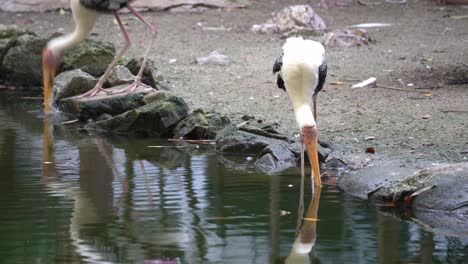 Asian-openbill-with-tag-at-leg-look-for-food